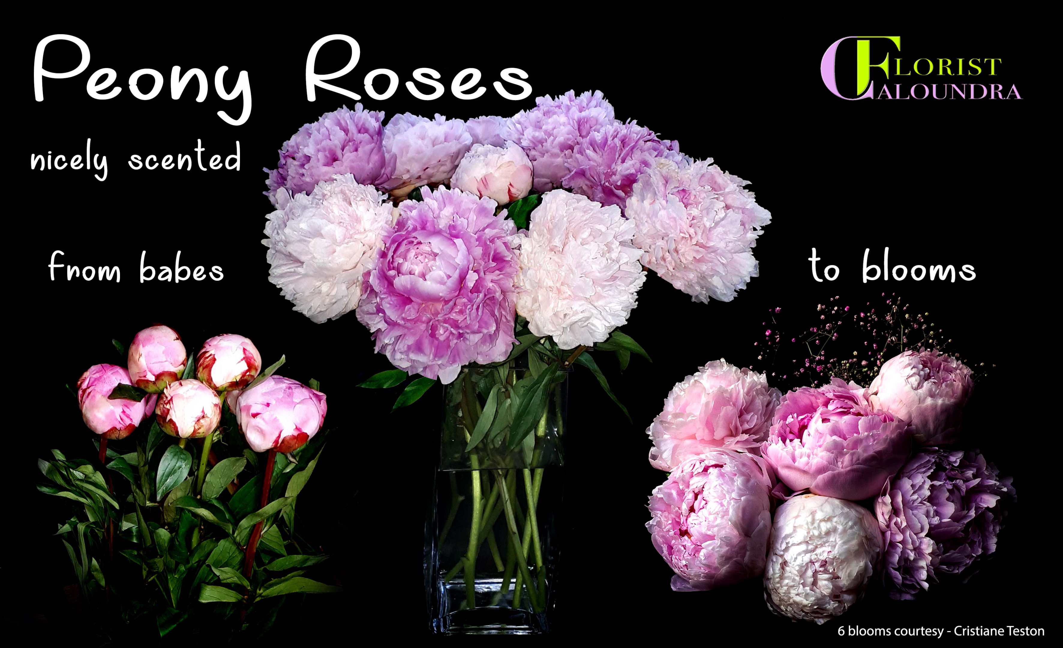 PEONY ROSES SUNSHINE COAST